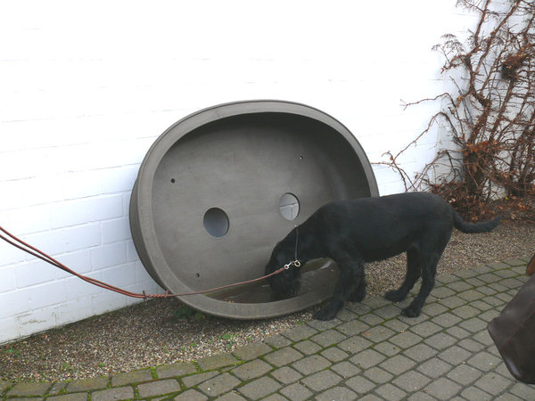 Hundetränke für Riesenschnauzer Tara
