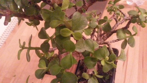 20151108_173220.jpg