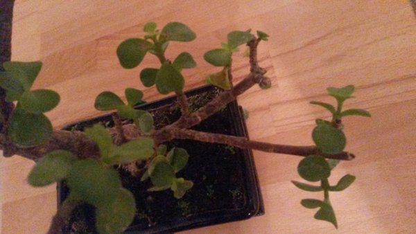 20151108_173227.jpg