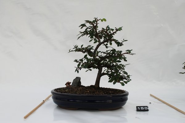 IMG_6556.JPG