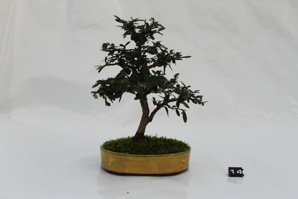 IMG_6558.JPG