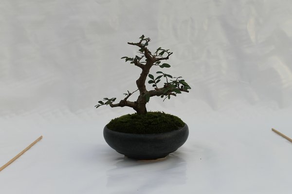 IMG_6565.JPG