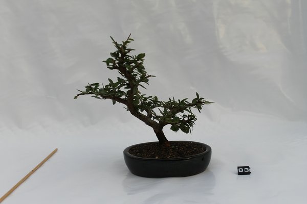 IMG_6566.JPG