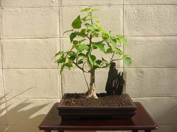 Ficus religiosa.jpg