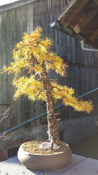 20151101_larix02_mils_bff.jpg