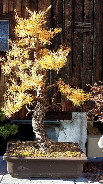 larix03_bramd_herbst_paint_bff.jpg