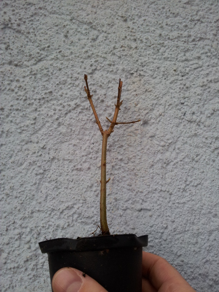Höhe 16cm, Stammdurchmesser 0,66cm