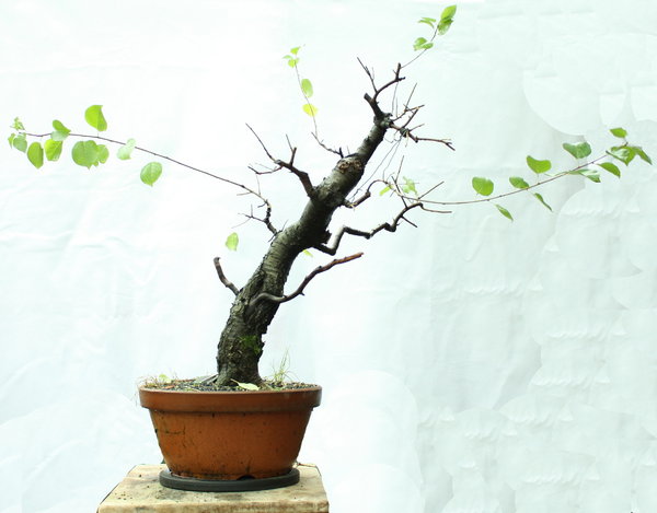 Prunus nachher Herbst 2015 bff.jpg