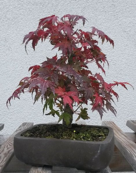 2015-10-25 10.17.52.jpg