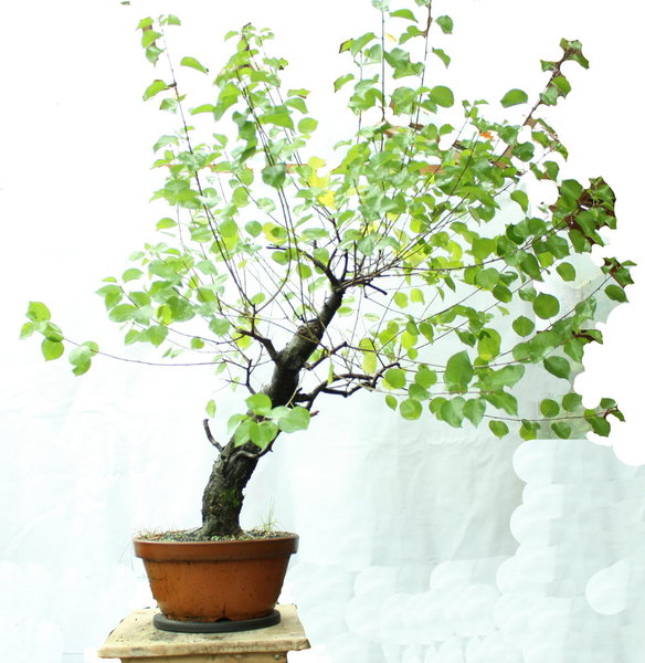 Prunus Vorher Herbst 2015 bff.jpg