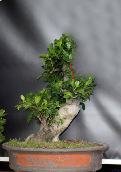 Ficus Schattenseite mit Schnitt.jpg