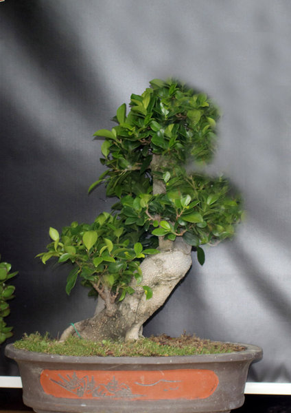 Ficus hinterher.jpg