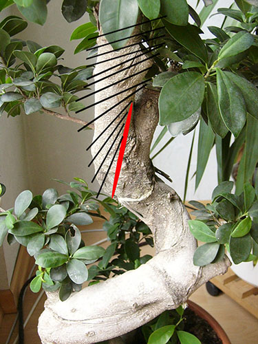 Ficus hier schneiden.jpg