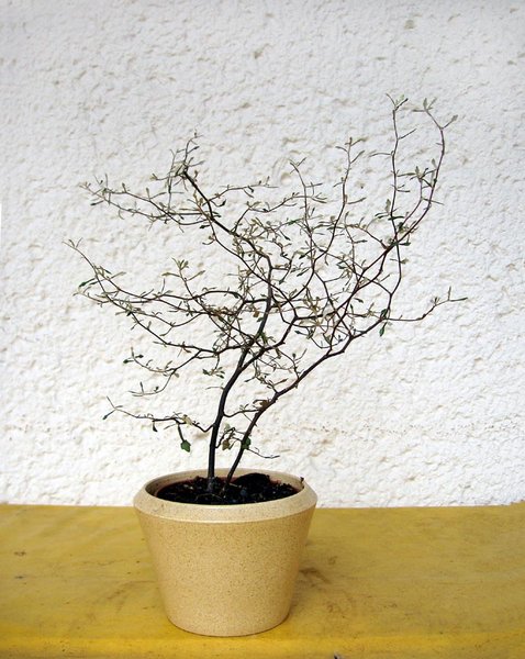 Frühjahr 2011 - zwei Jungpflanzen in einem Topf, ca. 20 cm hoch