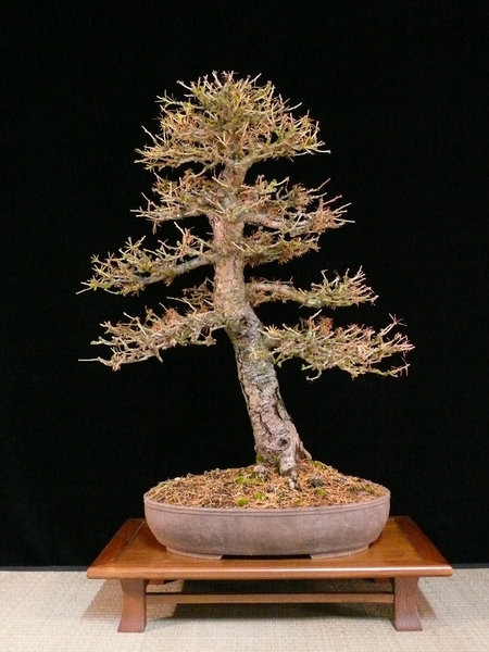 Nur ein paar letzte Nadeln sind noch gelb-braun am Baum