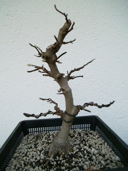 nach dem Schnitt<br />Höhe momentan 34 cm
