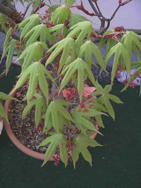 Ozakazuki Blätter 29 04 06.jpg