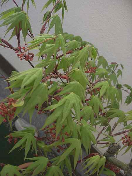 Ozakazuki Blüte a 29 04 06.jpg