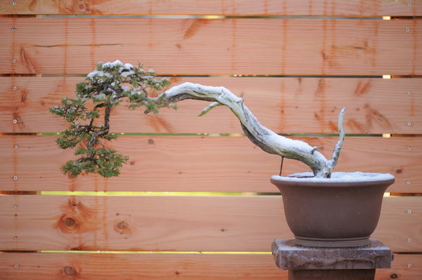 Juniperus sabina - Schnittsandstein Tisch