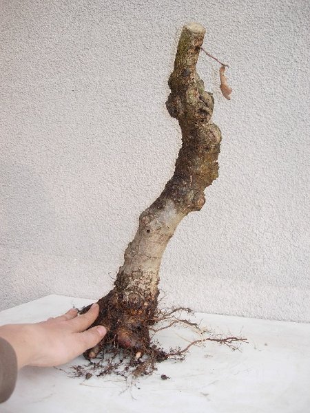 Von den beiden Eichen aus diesem Betrag habe ich kein altes Foto, auf dem man die Wurzeln während der Feldkultur sieht. Ich kann hier aber ein Foto einer anderen Eiche zeigen. Zum Zeitpunkt des Fotos wurde der Baum seit 20 Jahren in Feldkultur gezogen. Wie man sieht sind kaum Faserwurzeln in Stammnähe, die man aber für die Nebarientwicklung dringend brauchen würde. Entfernt man alle zu dicken Wurzeln, dann bleiben wenig Fasewurzeln übrig, aus denen ein brauchbarer Ansatz entstehen könnte. Ich habe hier das Nebari nicht aufgebaut, sondern nur vernichtet. Um bei Eichen ein gutes Nebari zu erzielen, muss der Baum vom Beginn an im Topf kultiviert werden.