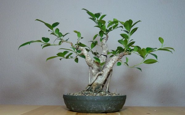 Ficus M..jpg