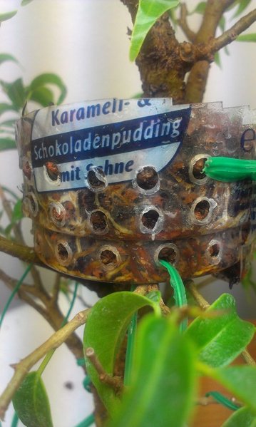 Wurzelpudding :D