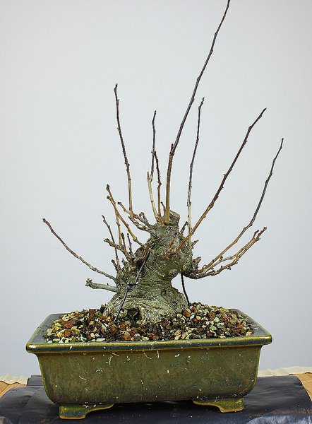Ilex serrata 1 201412_001_e.jpg