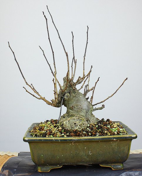 Ilex serrata 1 201412_003_e.jpg