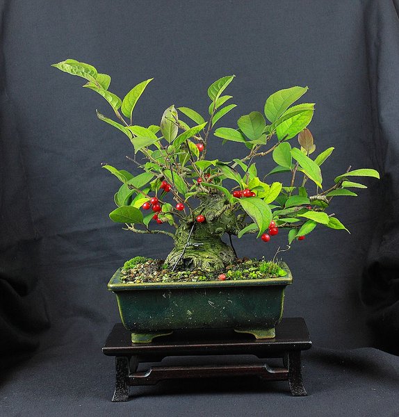 Ilex serrata 1 201510_001_e.jpg