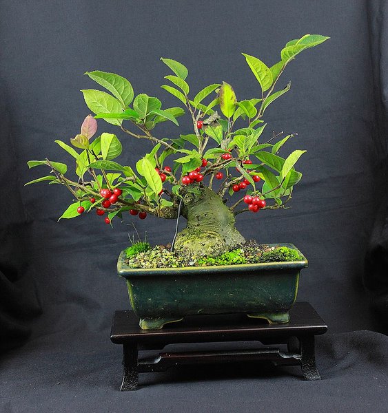 Ilex serrata 1 201510_002_e.jpg