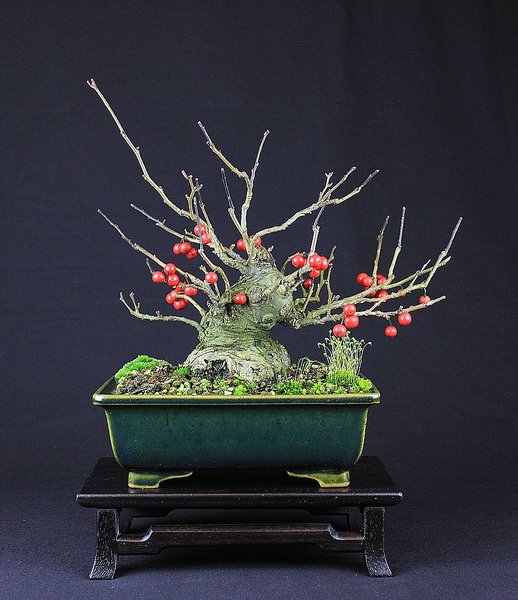 Ilex serrata 1 201511_001_e.jpg