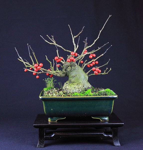 Ilex serrata 1 201511_003_e.jpg