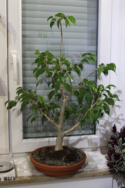 2015_11-ficus.jpg
