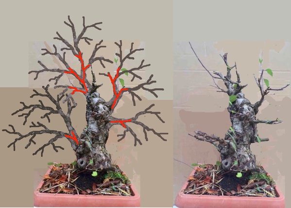 Ich schätze die momentane höhe des Baumes auf ca. 30cm