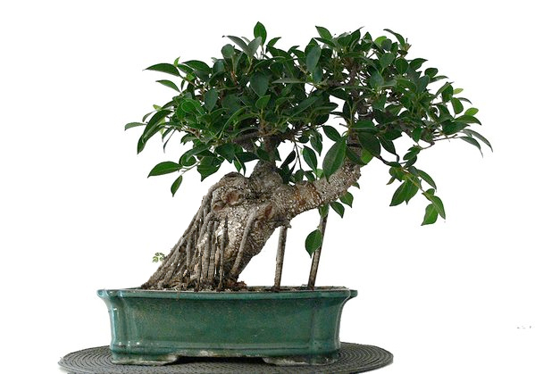 Ficus1.jpg