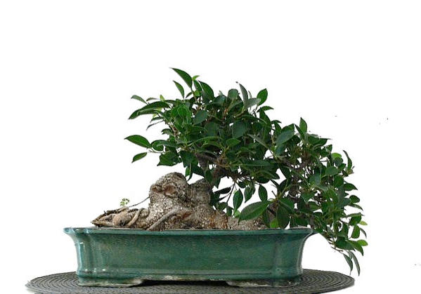 Ficus2.jpg