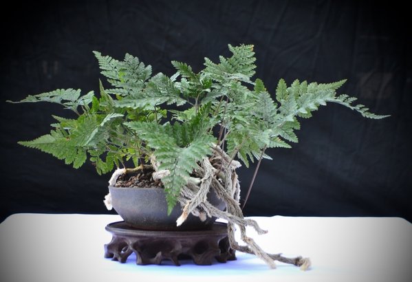 Davallia  mariesii