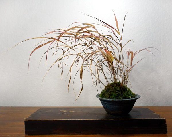 Japan-Waldgras Hakonechloa macra 'Aureola' in Herbstfarben