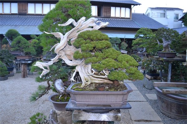 Kimurabaum, der vermutlich letztmalig in Japan zu sehen sein wird, steht im Moment in Shunka-en