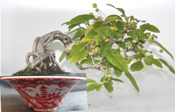 Shohin.jpg