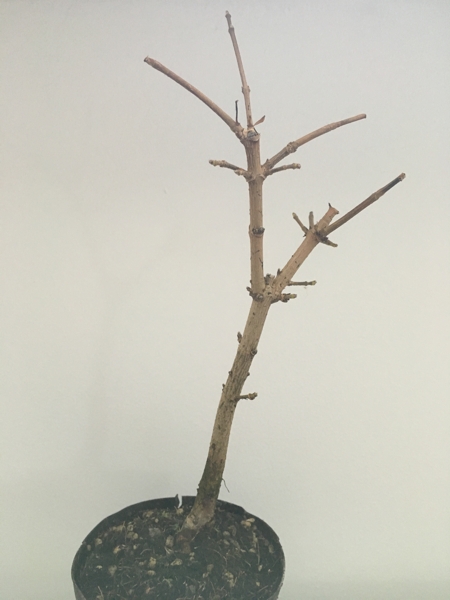 20151213_tree1_01_com.JPG