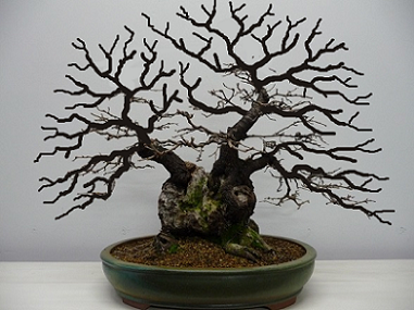 prunus.png