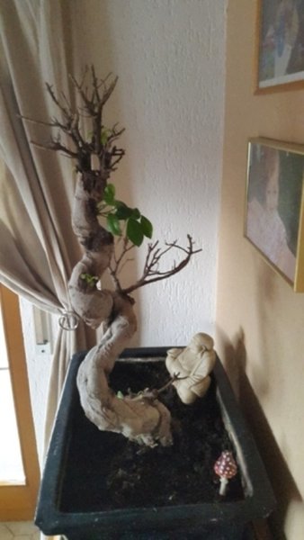 Internet Bonsai.jpg