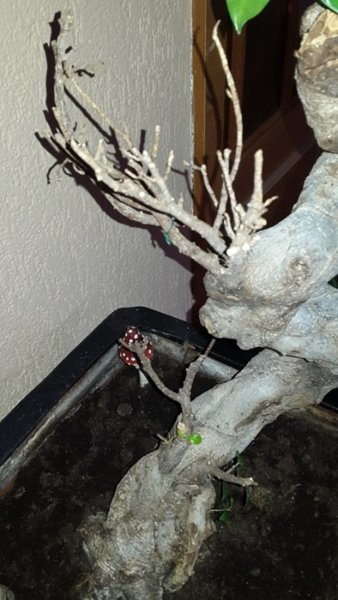 Internet Bonsai 2.jpg