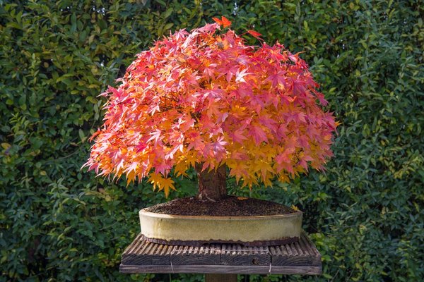palmatum2015oct.jpg