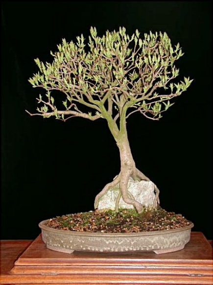 Feuerahorn (Acer ginnala) in Bryan-Albright-Schale