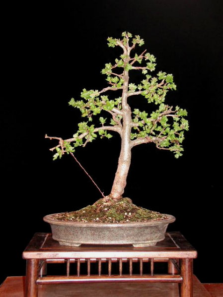 Rotdorn (Crataegus monogyna "Pauls Scarlet), übervoll mit Blütenknospen, zeige ich noch einmal, wenn er blüht!
<br />Erwin-Grzesinski-Schale