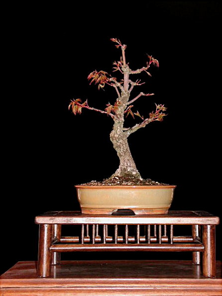 Korkrindenahorn (Acer palmatum "Arakawa"), habe ich noch neu, in handgemachter japanischer Schale
