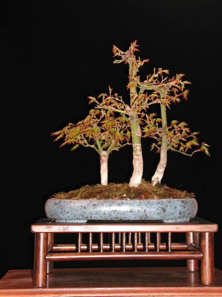 Fächerahorn (Acer palmatum) Dreiergruppe, in toller neuer Schale von Erwin Grzesinski