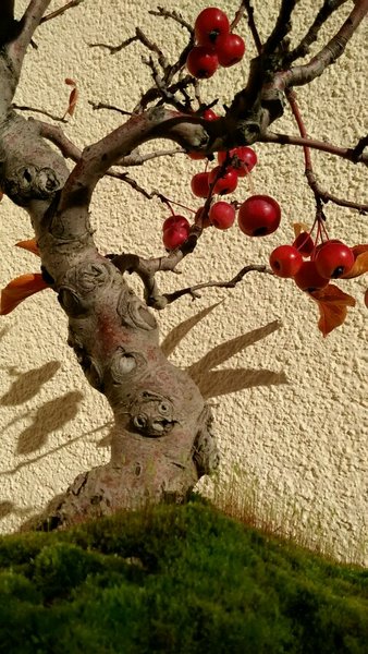 Lecker Apfel